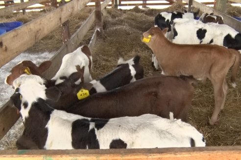 La dieta fría es buen plan para disminuir el estrés por calor