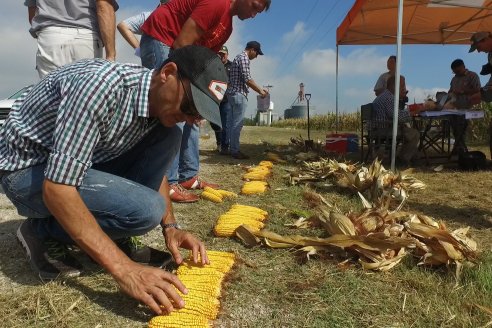 En lotes bien manejados se esperan rindes maiceros acordes al impacto de la seca en Entre Ríos