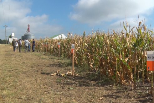 Jornada de Capacitación Regional KWS Semillas en Entre Ríos - Crespo