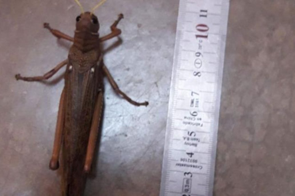 El sitio cordobés Agrovoz da cuenta de la presencia del insecto. El sitio cordobés Agrovoz da cuenta de la presencia del insecto.