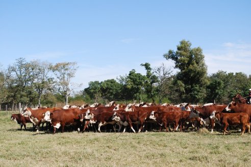 La faena de hembras no cesa y pegó otro salto notable en noviembre