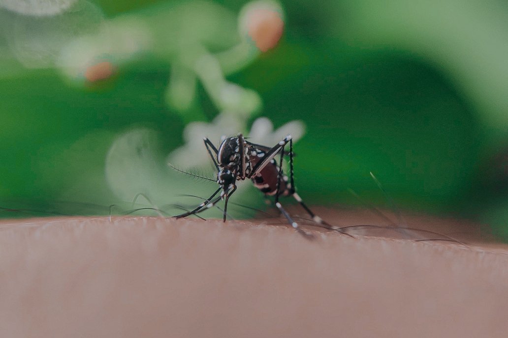 En los últimos meses, la población de mosquitos se incrementó de forma masiva