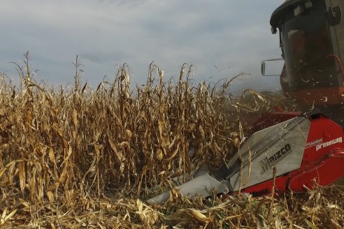 Mario Podversich está feliz: logró rindes extraordinarios en campos de María Grande Primera