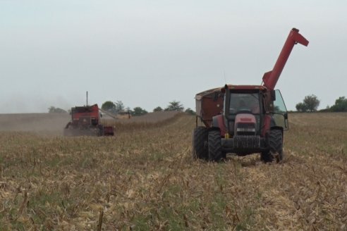 Mario Podversich - Productor Agropecuario  - Trilla de Maiz en Maria Grande Primera