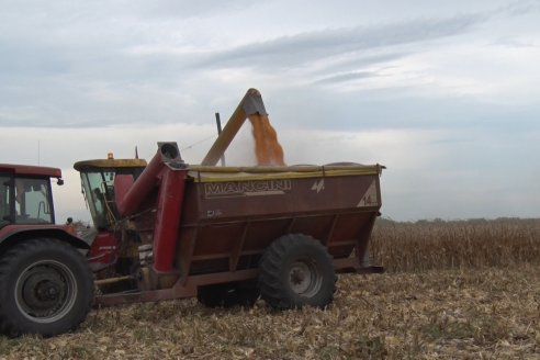 Mario Podversich - Productor Agropecuario  - Trilla de Maiz en Maria Grande Primera