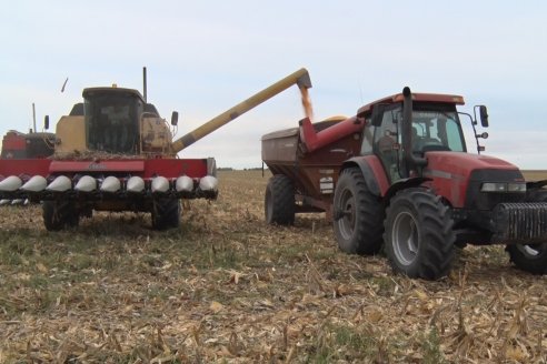 Mario Podversich - Productor Agropecuario  - Trilla de Maiz en Maria Grande Primera