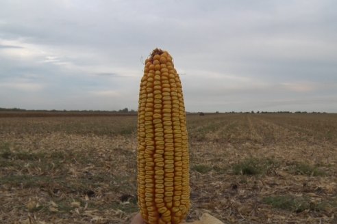 Mario Podversich - Productor Agropecuario  - Trilla de Maiz en Maria Grande Primera