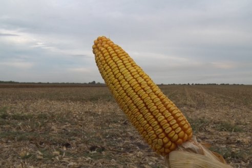 Mario Podversich - Productor Agropecuario  - Trilla de Maiz en Maria Grande Primera