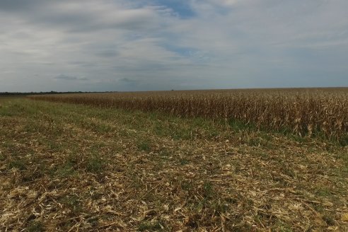 Mario Podversich - Productor Agropecuario  - Trilla de Maiz en Maria Grande Primera