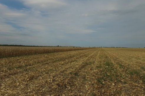 Mario Podversich - Productor Agropecuario  - Trilla de Maiz en Maria Grande Primera