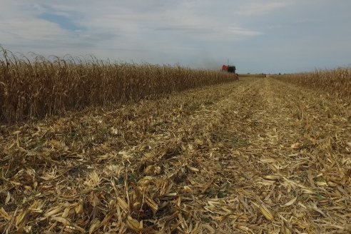 Mario Podversich - Productor Agropecuario  - Trilla de Maiz en Maria Grande Primera