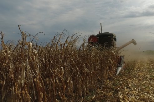 Mario Podversich - Productor Agropecuario  - Trilla de Maiz en Maria Grande Primera