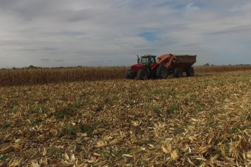 Mario Podversich - Productor Agropecuario  - Trilla de Maiz en Maria Grande Primera