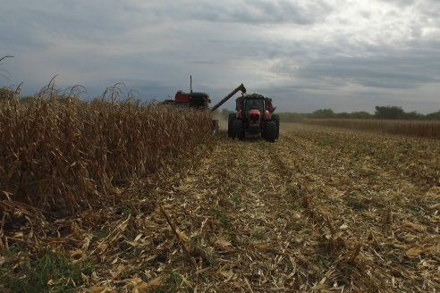 Mario Podversich - Productor Agropecuario  - Trilla de Maiz en Maria Grande Primera