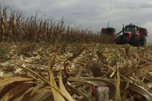 Mario Podversich - Productor Agropecuario  - Trilla de Maiz en Maria Grande Primera