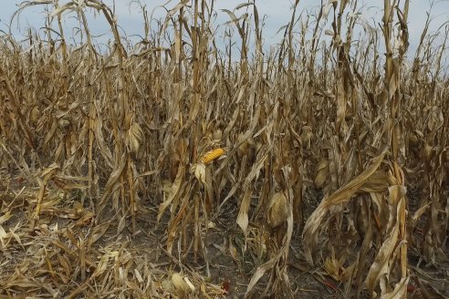 Mario Podversich - Productor Agropecuario  - Trilla de Maiz en Maria Grande Primera