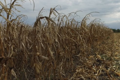 Mario Podversich - Productor Agropecuario  - Trilla de Maiz en Maria Grande Primera