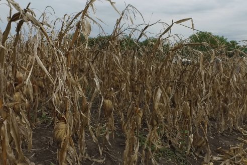 Mario Podversich - Productor Agropecuario  - Trilla de Maiz en Maria Grande Primera