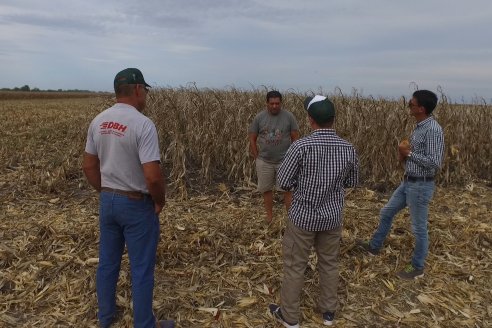 Mario Podversich - Productor Agropecuario  - Trilla de Maiz en Maria Grande Primera