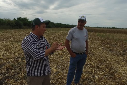 Mario Podversich - Productor Agropecuario  - Trilla de Maiz en Maria Grande Primera