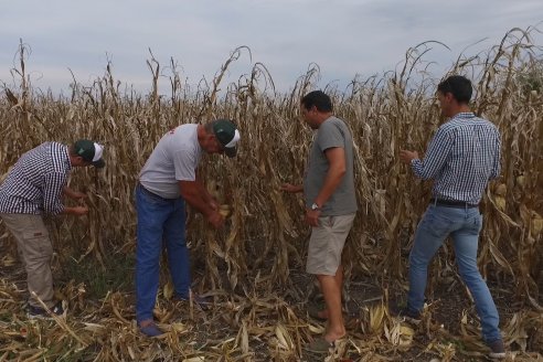 Mario Podversich - Productor Agropecuario  - Trilla de Maiz en Maria Grande Primera