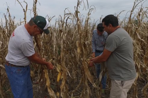 Mario Podversich - Productor Agropecuario  - Trilla de Maiz en Maria Grande Primera