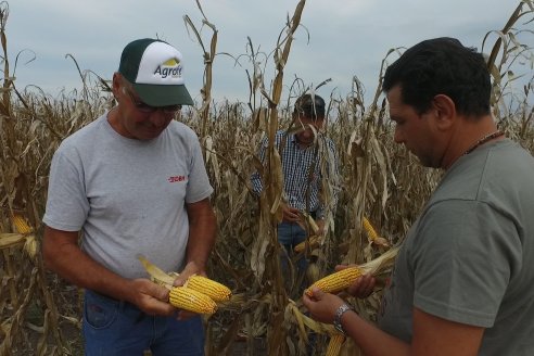 Mario Podversich - Productor Agropecuario  - Trilla de Maiz en Maria Grande Primera