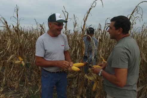 Mario Podversich - Productor Agropecuario  - Trilla de Maiz en Maria Grande Primera