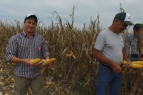 Mario Podversich - Productor Agropecuario  - Trilla de Maiz en Maria Grande Primera