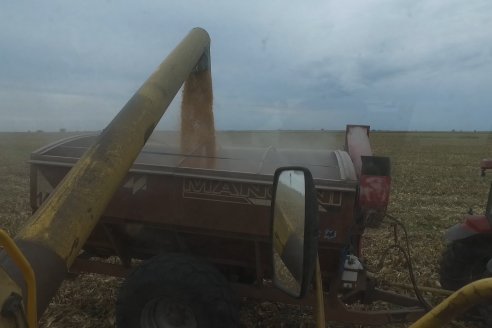 Mario Podversich - Productor Agropecuario  - Trilla de Maiz en Maria Grande Primera