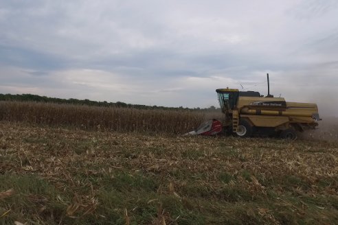 Mario Podversich - Productor Agropecuario  - Trilla de Maiz en Maria Grande Primera