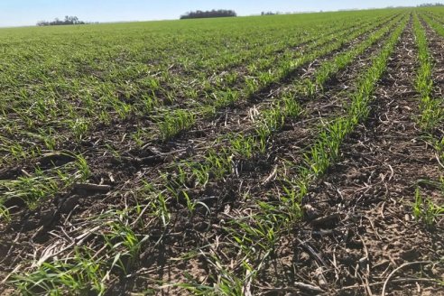 Entre Ríos: en el campo agradecen que sigua lloviendo