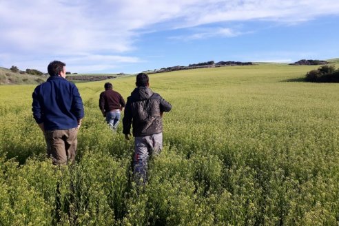 Ofrecen el abrigo de la camelina como cultivo de alto vuelo para calentar el inverno entrerriano