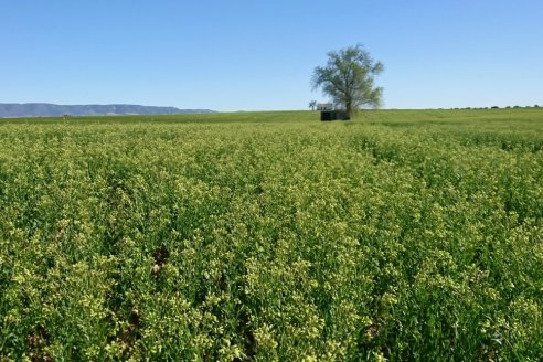 Dos gigantes anuncian una Colaboración Estratégica para Promover el Cultivo de Camelina como parte del programa Pro Carbono