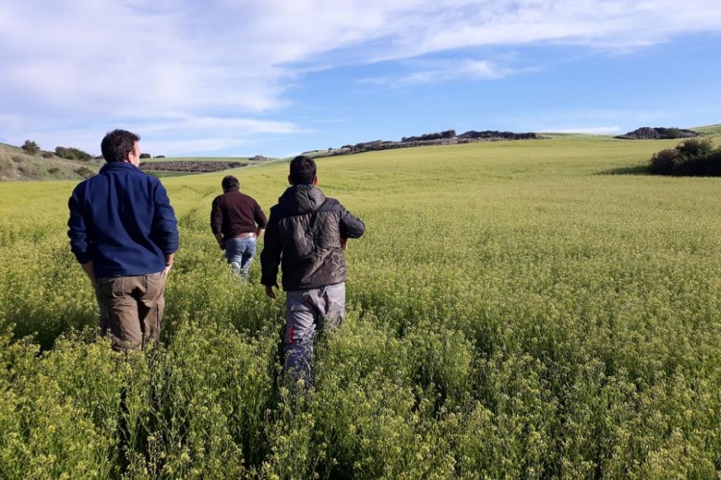 Camelina, el cultivo sobre el cual todavía no hay datos de intención de siembra.