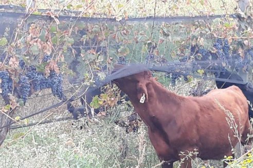 Viñatero mendocino desolado le da de comer sus uvas a los animales