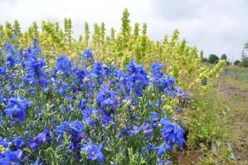 A la producción y venta de flores ni la pandemia la retrasa