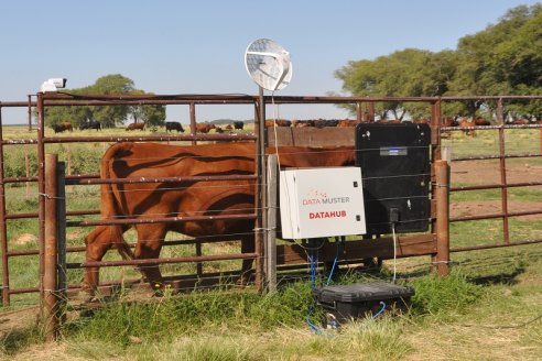 Se viene una balanza inteligente para hacer ganadería de precisión