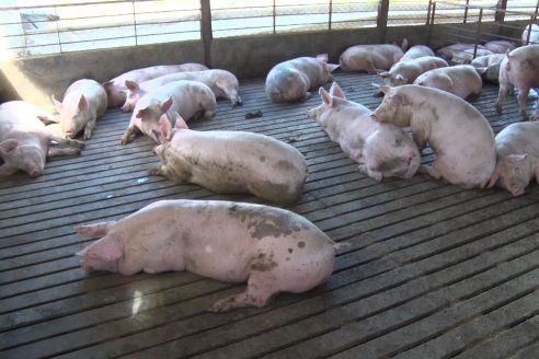 Visita a Estableciento La Delfina - Una producción mixta que encontró en el cerdo un agregado de valor