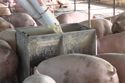 Visita a Estableciento La Delfina - Una producción mixta que encontró en el cerdo un agregado de valor
