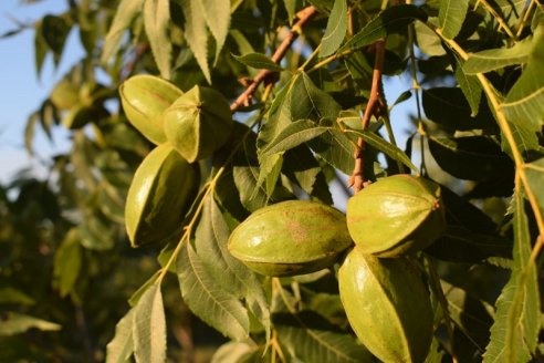 Junto a la finalización de la zafra pecanera, la seca de 2023 le pasó la última factura a los productores
