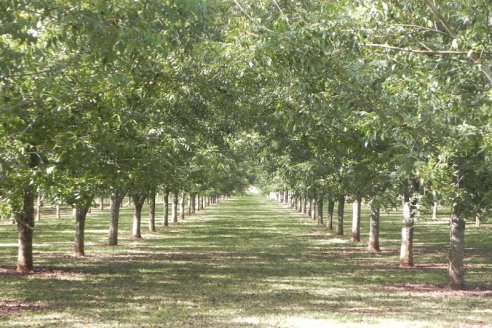 El 70% del pecán argentino se produce en suelo entrerriano