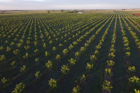 Productores de pecán se fortalecen a través de una jornada