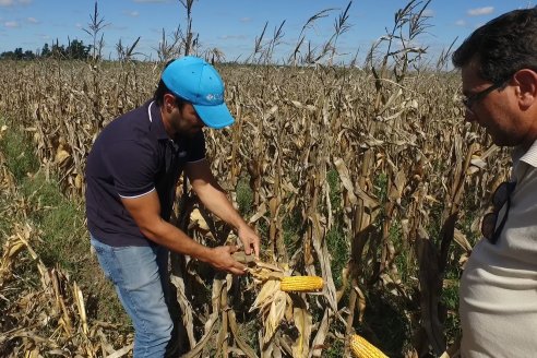 La cosecha maicera de segunda apuntala el abastecimiento interno