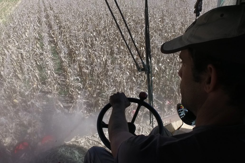 Como siempre, a cosecha se verá si valió la pena el esfuerzo de cultivar maíz.