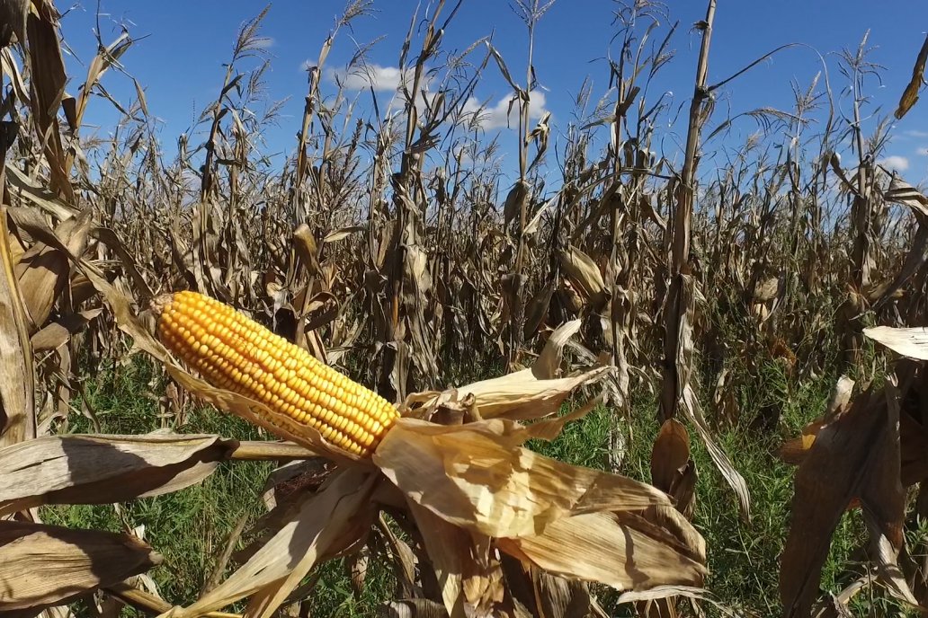 En Estados Unidos, el tradicional grano bajo 10 dólares su precio.