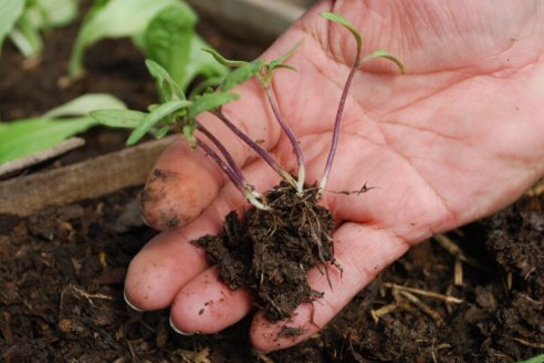 Huerta: siete consejos para producir alimentos en este otoño e invierno