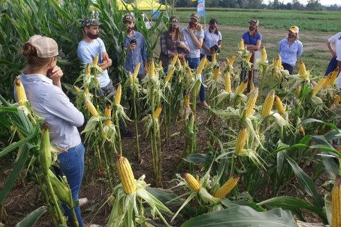 En los sistemas agrícolas la elección del híbrido define el resultado de la campaña