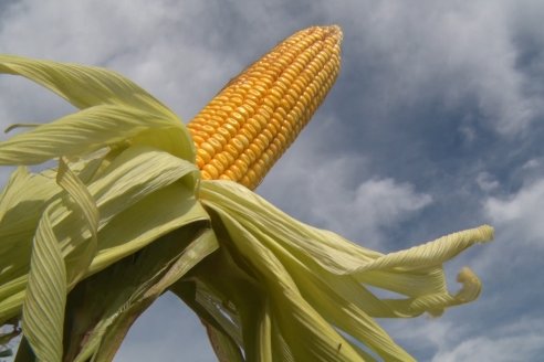 Campo Lider NIdera - Raices del Este SRL - Oro Verde, Entre Ríos