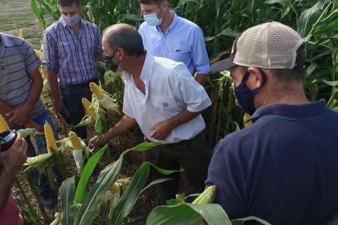 Campo Lider NIdera - Raices del Este SRL - Oro Verde, Entre Ríos